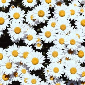 爱啪网在线网站
